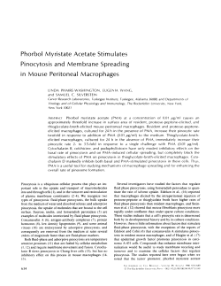 Phorbol Myristate Acetate Stimulates Pinocytosis