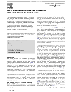 The nuclear envelope: form and reformation