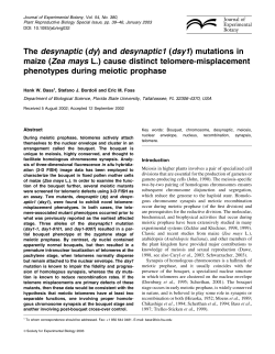 (dsy1) mutations in maize (Zea mays L.) cause distinct