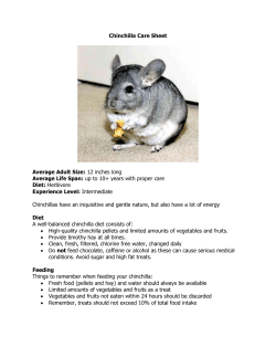 Chinchilla Care Sheet Average Adult Size: 12 inches long Average
