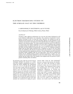 electron microscope studies on the surface coat of the nephron