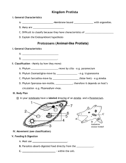 Kingdom Protista Protozoans (Animal