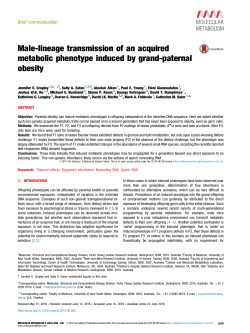 Male-lineage transmission of an acquired metabolic phenotype