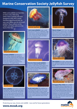 Marine Conservation Society Jellyfish Survey