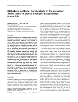 Disturbing epithelial homeostasis in the metazoan Hydra leads to