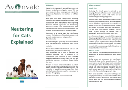 Neutering for Cats Explained