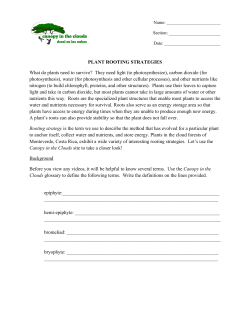 PLANT ROOTING STRATEGIES What do plants need to survive