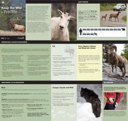 Keep the Wild in Wildlife