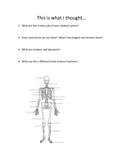Skeletal system notes - Madison County Schools