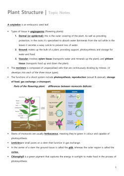 My Plant Structure Notes!