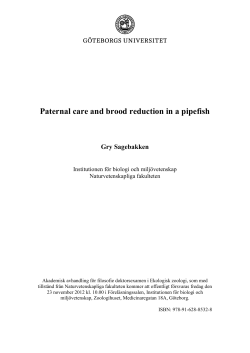 Paternal care and brood reduction in a pipefish