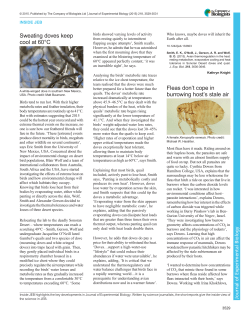 Sweating doves keep cool at 60&deg;C Fleas don`t cope in burrowing