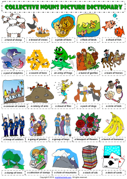 COLLECTIVE NOUNS PICTure dictionary