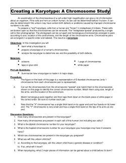 Creating a Karyotype: A Chromosome Study