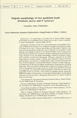 Tadpole morphology of two spadefoot toads