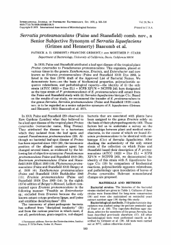 Serratia proteamaczdans (Paine and Stansfield) comb. nov., a