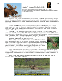 Alaska`s Moose, Mr. Bullwinkle?