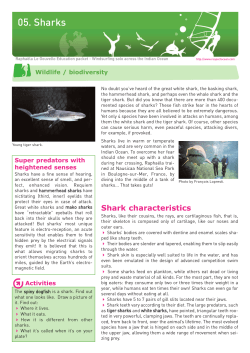 05. Sharks - Raphaela Le Gouvello