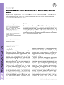 Biogenesis of the cyanobacterial thylakoid membrane system an