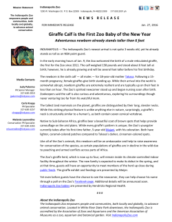 Giraffe calf birth