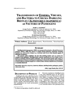 transmission of eimeria, viruses, and bacteria to chicks: darkling