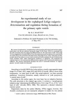 An experimental study of eye development in the cephalopod Loligo