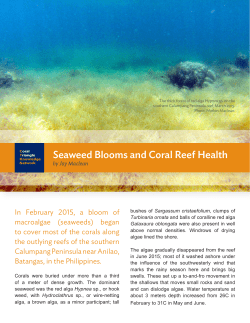 Seaweed Blooms and Coral Reef Care