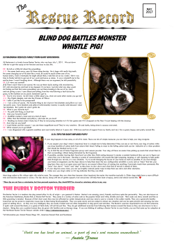 BLIND DOG BATTLES MONSTER WHISTLE PIG!