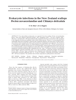 Prokaryote infections in the New Zealand scallops Pecten