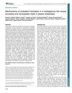 Mechanisms of endoderm formation in a cartilaginous fish reveal