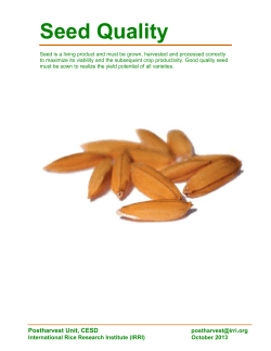 Seed Quality - Rice Knowledge Bank