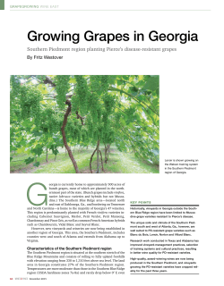 Growing Grapes in Georgia - The Vineyard and Winery Association