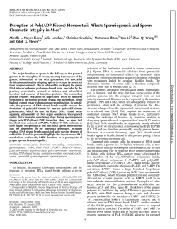Disruption of Poly(ADP-Ribose) Homeostasis Affects
