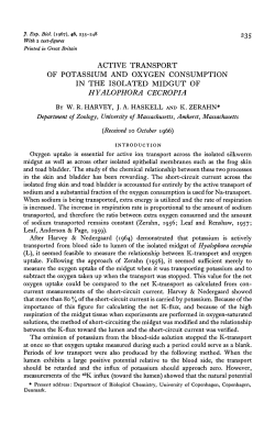 active transport of potassium and oxygen consumption in the
