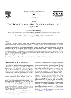 The `ORC cycle`: a novel pathway for regulating eukaryotic DNA