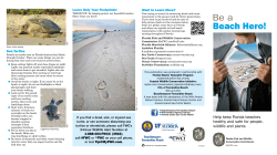 Beach Hero! - Florida Shorebird Alliance