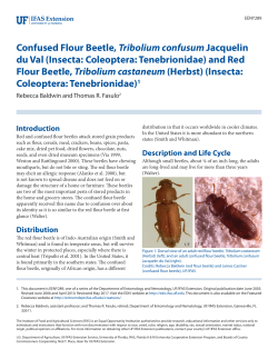 Confused Flour Beetle, Tribolium confusum Jacquelin du