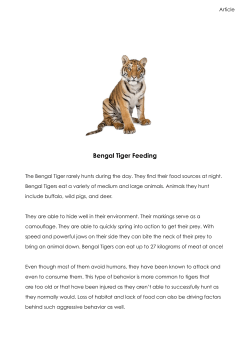 Bengal Tiger Feeding - Australian Curriculum Lessons