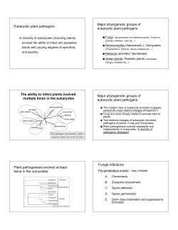 Eukaryotic pathogens - Kamoun Lab Web Page