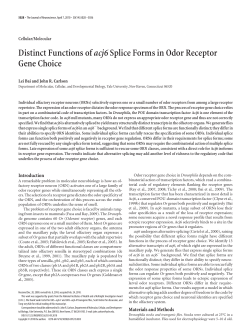 Distinct Functions ofacj6Splice Forms in Odor Receptor Gene Choice