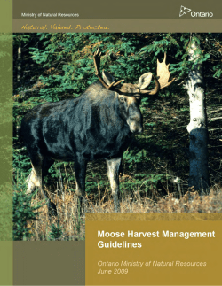 Ontario Moose Harvest Management Guidelines