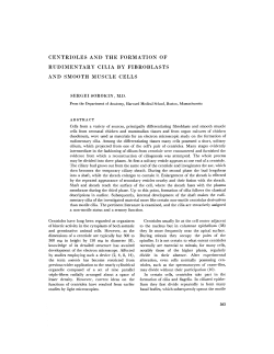 centrioles and the formation of rudimentary cilia by