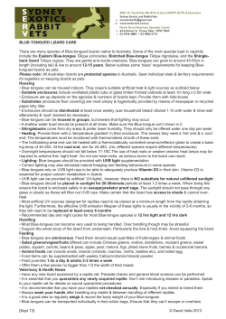 Blue Tongue Lizard Care