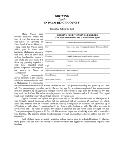 Dypsis psammophila - Palm Beach Palm and Cycad Society