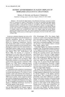 HONEST ADVERTISEMENT IN FLIGHT DISPLAYS OF BOBOLINKS