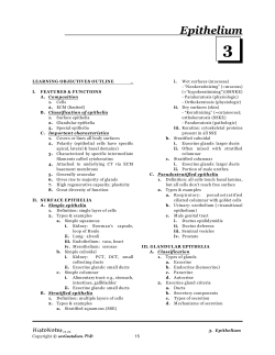 Epithelium 3