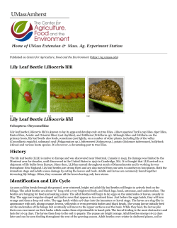 Lily Leaf Beetle Lilioceris lilii