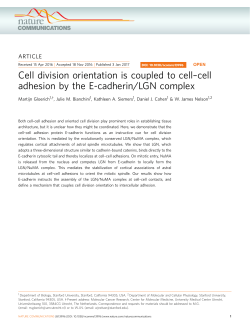 cell adhesion by the E-cadherin/LGN complex