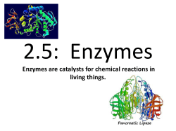 Enzymes Enzymes are catalysts for chemical reactions in living things.