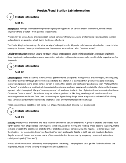 Protists/Fungi Station Lab Information